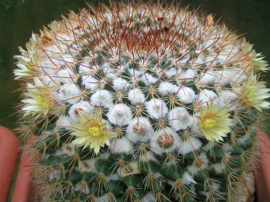 Mammillaria karwinskiana ssp beiselii